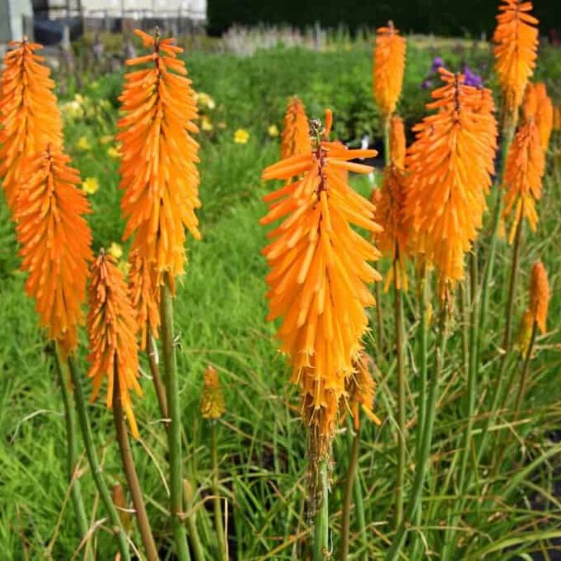 Kniphofia 'Mango Popsicle' ® ---